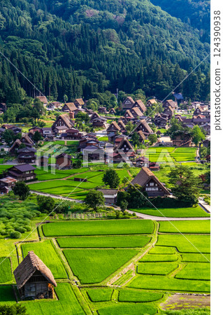 World Heritage Shirakawa Village (Shirakawa-go) Early summer rural scenery and Gassho-style houses from the observation deck July World Heritage Shirakawa Village (Shirakawa-go) Early summer rural scenery and Gassho-style houses from the observation deck July 124390938