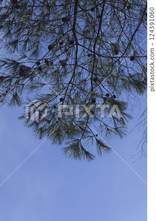 冬天，雪景，枯樹，孤獨的風景 124391060