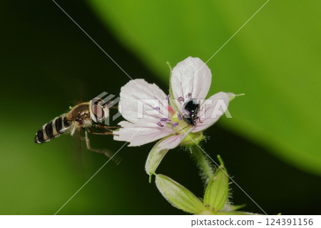 玄雉和食蚜蠅 野花 昆蟲 玄雉和食蚜蠅 野花 昆蟲 124391156