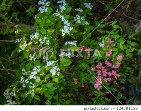Viburnum membranaceum and Rhododendron moniliforme Viburnum membranaceum and Rhododendron moniliforme 124391159