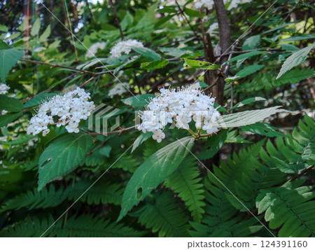 Viburnum membranaceum Small-leaved kanzome Mountain wildflower Viburnum membranaceum Small-leaved kanzome Mountain wildflower 124391160