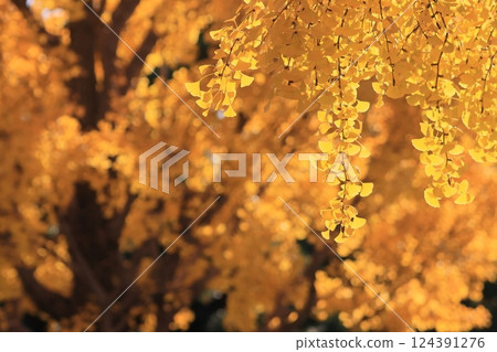 Golden ginkgo leaves, yellow leaves, roadside trees 124391276