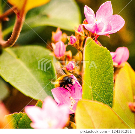 Bumblebee Pollinating Pink Flowers Nature Macro Photography 124391291