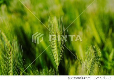 Green Barley Grass Close-Up Natures Serenity background Green Barley Grass Close-Up Natures Serenity background 124391292