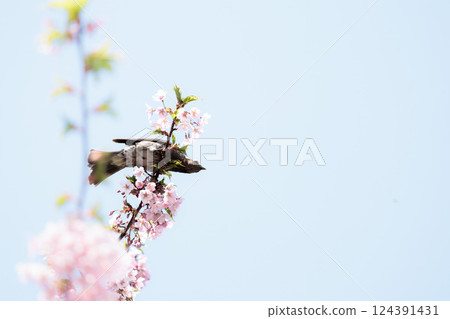 Kawazu cherry blossoms sparkle pink in the early spring sunlight 124391431