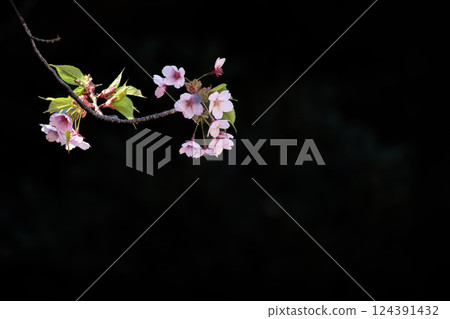 Kawazu cherry blossoms sparkle pink in the early spring sunlight Kawazu cherry blossoms sparkle pink in the early spring sunlight 124391432