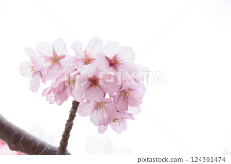 Kawazu cherry blossoms sparkle pink in the early spring sunlight 124391474