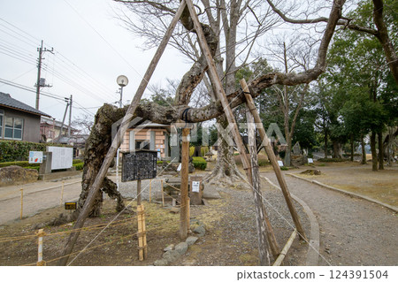 群馬縣古金針菇「羊金針菇」和多古紀念碑 群馬縣古金針菇「羊金針菇」和多古紀念碑 124391504