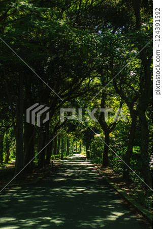 A road surrounded by green A road surrounded by green 124391592