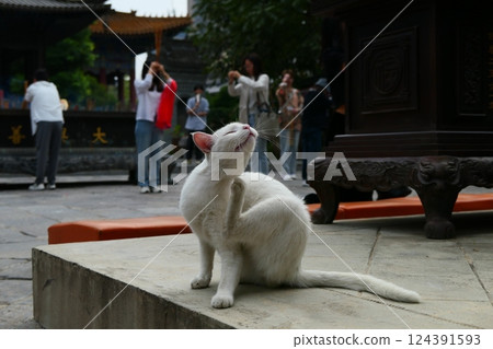 Cats playing in the temple 124391593