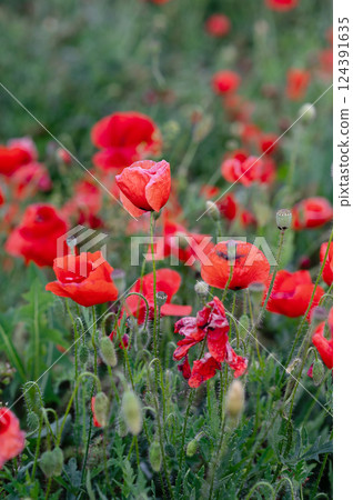 Red poppies blooming in a field during springtime 124391635