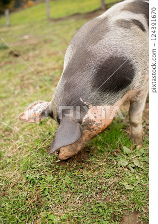 Oxford sandy and black pig foraging in green pasture 124391670