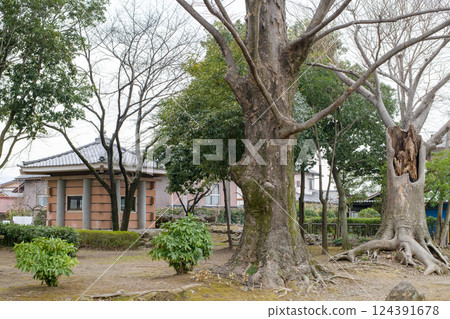 Old Zelkova trees surrounding the Tako Monument, Gunma Prefecture 124391678