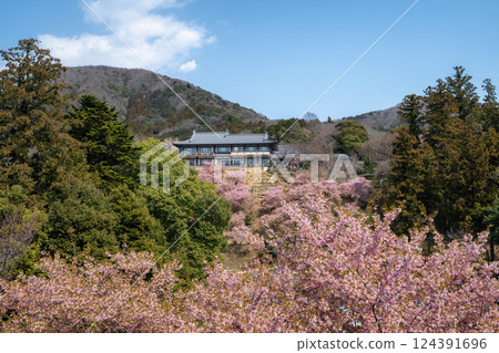 Amabiki Kannon with Kawazu cherry blossoms in full bloom Amabiki Kannon with Kawazu cherry blossoms in full bloom 124391696