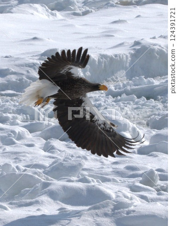 A Steller's sea eagle steals food and flies away 124391721