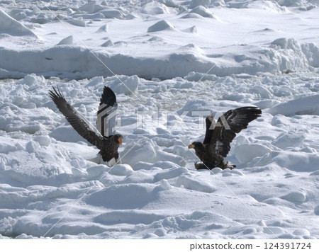 Threatening Steller's sea eagle 124391724