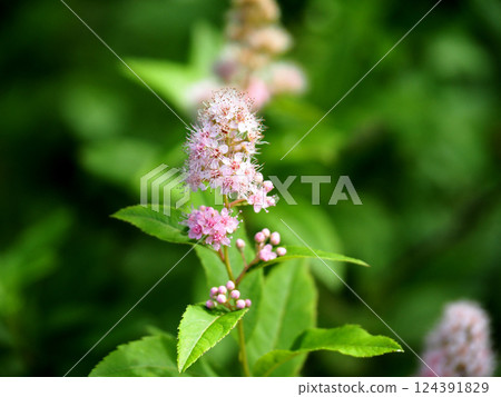 栃木縣日光市戰場原之花：木瓜（穗崎下附） 124391829