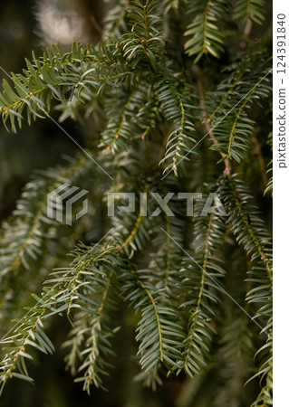Christmas tree background. Spruce branches. Coniferous tree branches 124391840