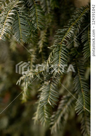 Christmas tree background. Spruce branches. Coniferous tree branches 124391842