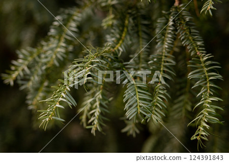 Christmas tree background. Spruce branches. Coniferous tree branches 124391843