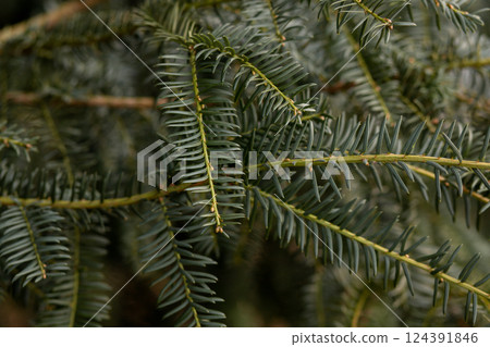 Christmas tree background. Spruce branches. Coniferous tree branches 124391846