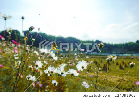 Cosmos are blooming in the cosmos field Cosmos are blooming in the cosmos field 124391902