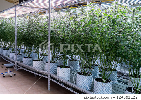 Lush cannabis plants thrive under bright lights in a specialized growing environment. 124392122
