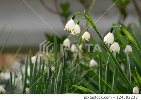 路邊盛開的白色雪花花 路邊盛開的白色雪花花 124392238