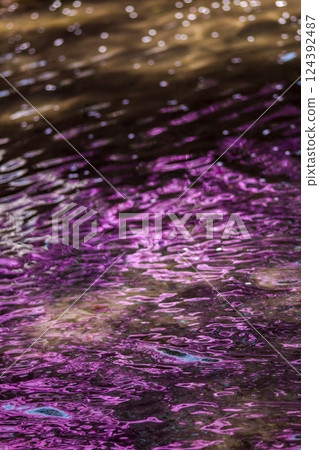 三葉杜鵑和粉紅色和櫻花花瓣倒映在水面上 124392487