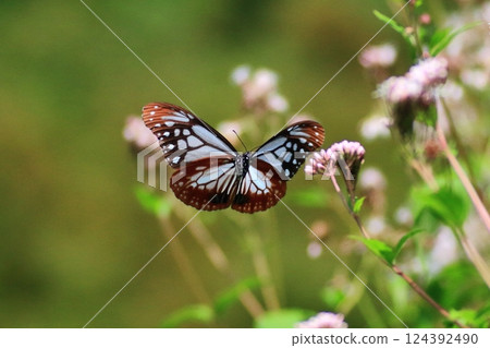 Monarch butterfly in flight Monarch butterfly in flight 124392490