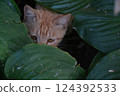 A cat hunting for prey 124392533