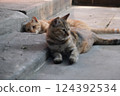 Cat playing in the sun 124392534