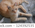 A sunny cat 124392535