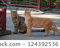 Cat resting at the temple 124392536