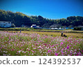 Hiker walking through a cosmos field 124392537
