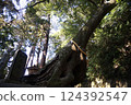 Sacred wood, Kojuku camphor tree, Kasamori Kannon 124392547