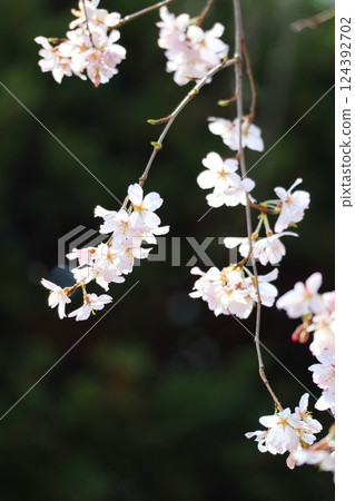 Weeping cherry tree 124392702