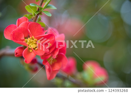 Blush red flowers Blush red flowers 124393268