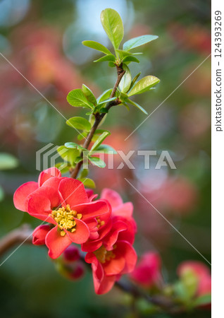 Blush red flowers Blush red flowers 124393269