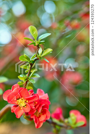 Blush red flowers 124393270