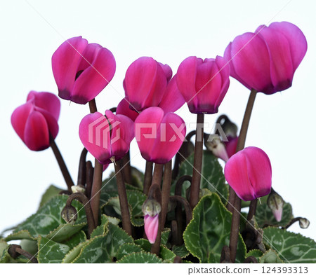 優雅的紅色仙客來（修復攝影） 124393313