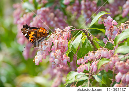 春天的花朵和蝴蝶在春天盛開 春天的花朵和蝴蝶在春天盛開 124393387