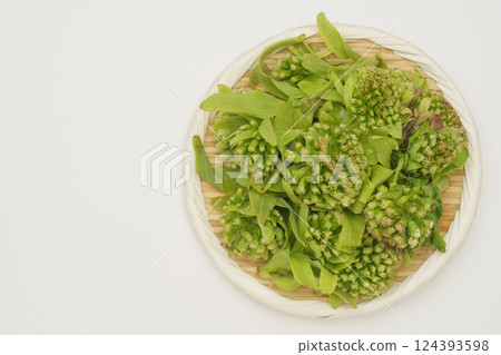 Fukinoto (butterbur sprout) 124393598