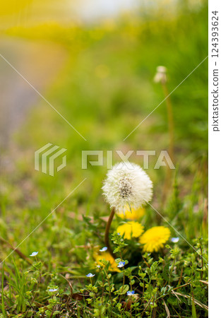 開花在春天領域的蒲公英 124393624