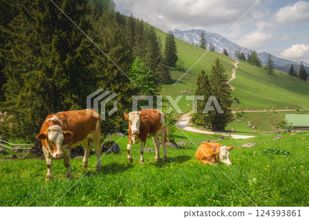 Alpine meadow with cows and rustic houses in Berchtesgaden National Park Alpine meadow with cows and rustic houses in Berchtesgaden National Park 124393861