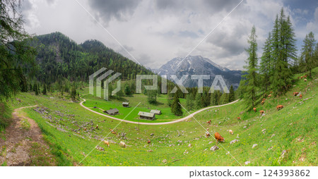Alpine meadow with cows and rustic houses in Berchtesgaden National Park Alpine meadow with cows and rustic houses in Berchtesgaden National Park 124393862