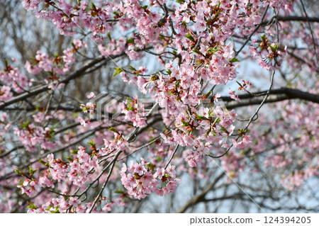 修善寺冷櫻桃樹 124394205