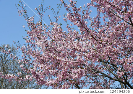 修善寺冷櫻桃樹 124394206