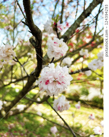 絢爛的桃花 124394293