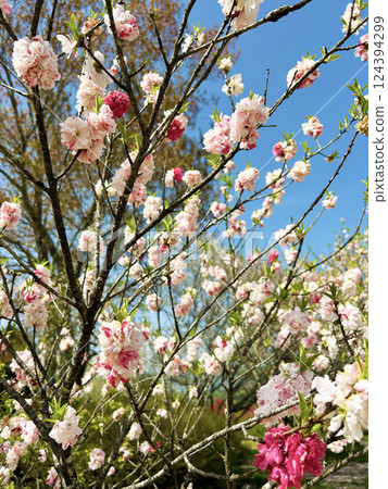 Blue sky and flower peach 124394299